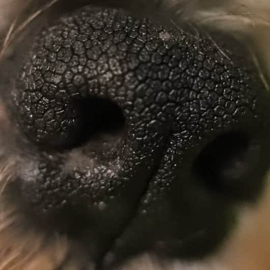 モラキジドッグさんのインスタグラム写真 - (モラキジドッグInstagram)「接近でみるとあれっ？あれあれっ？ でもねそんなお鼻も(*≧з≦)可愛いのです。  #犬の鼻 #タムキュー #Mシュナ  #miniatureschnauzer」11月1日 15時36分 - morakijidog