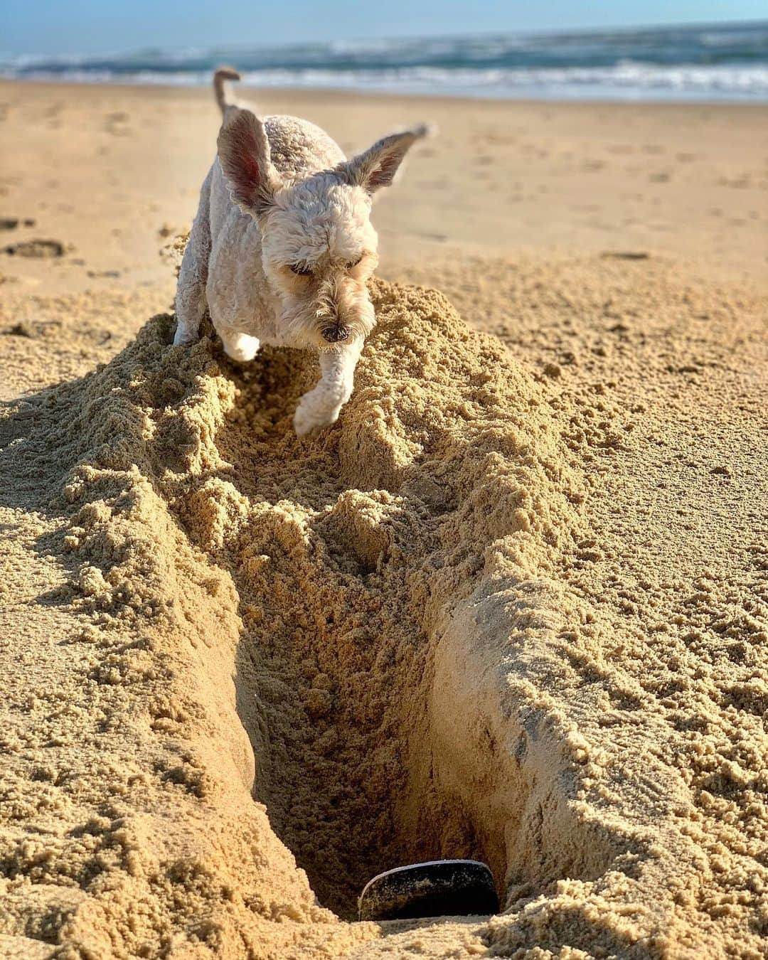 シャーニ・ヴィンソンさんのインスタグラム写真 - (シャーニ・ヴィンソンInstagram)「Sunday’s are for digging 🐕 @jaggerpoo  #doglife #beachboy #dig #hole #beach #beachday #sandypaws #beachlife #dogstagram」11月1日 15時35分 - sharnivinson