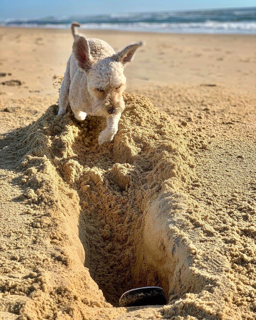 シャーニ・ヴィンソンのインスタグラム：「Sunday’s are for digging 🐕 @jaggerpoo  #doglife #beachboy #dig #hole #beach #beachday #sandypaws #beachlife #dogstagram」