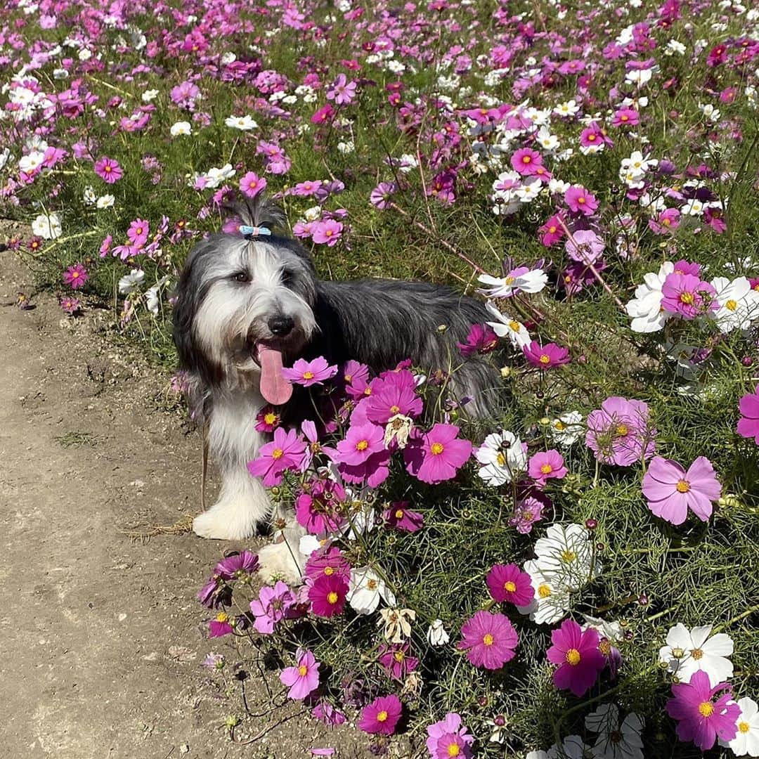 kei515yuさんのインスタグラム写真 - (kei515yuInstagram)「コスモスさんですよ。  #ビアデッドコリー #ビアディ #beardedcollie #akaribeardie #beardie #beardedcolliesofinstagram #puppydog #puppygram  #petscorner #insta_animal #dog_ofinstagram #insta_dogs #igdog #topdogphoto #repost_ezyjp #weeklyfluff #dog_features #excellent_dogs #pecoいぬ部」11月1日 15時42分 - kei515yu