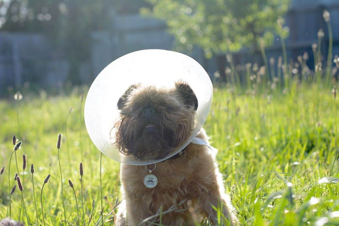 Digby & Aloのインスタグラム：「Hiding in the grass where the vet can’t find him 😂😂😂  He’s fine, just a bit of a sore eye - the cone is just to stop him making it worse. It goes without saying he had a very spooky Halloween 🎃」