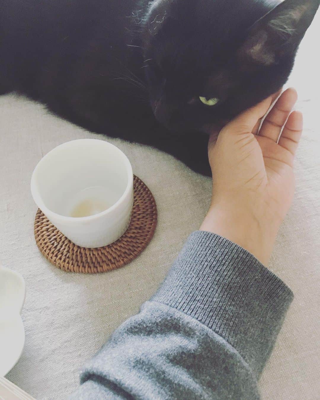 のインスタグラム：「それが人でも猫でも、こどもでもおとなでも、いいところを認めてもらえたら、きっと輝くんだと思う。  この世にひとつしかない存在として見ること。欠点じゃなく、美点を見つけること。  心がけている他者への愛し方。  #ピガ兄」