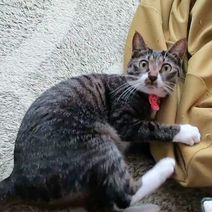 takegaeruのインスタグラム：「お腹が空くとオラつくてんてん😈 #猫 #cat #よもねこ #よもぎねこ #キジトラ #きじとら」