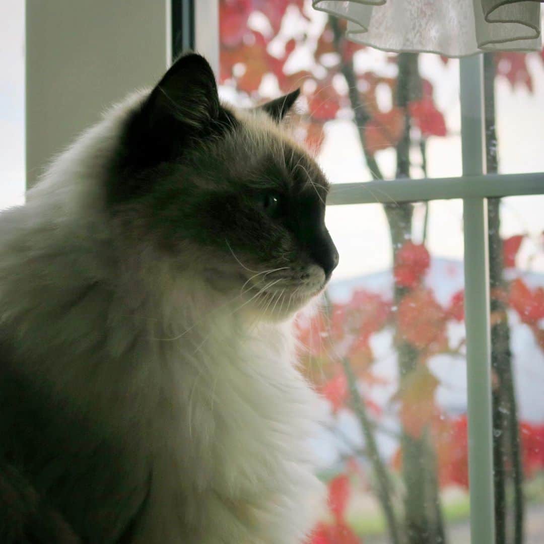takegaeruのインスタグラム：「夕暮れ時のランちゃんマン #cat #猫 #ragdoll #ラグドール #ホワイトポッチーズ」