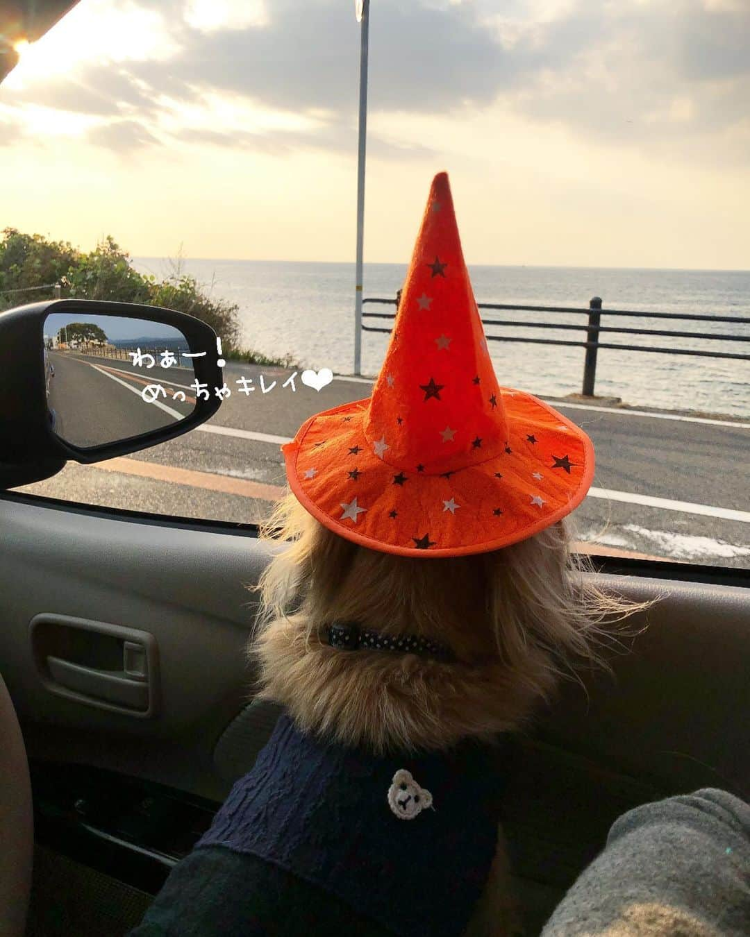 チズのインスタグラム：「お散歩🐾もいいけど ドライブ🚙💨も大好き🐶❤️ #淡路サンセットライン #絶景ドライブ #心癒される ✨ #淡路島西海岸  #Mダックス#ダックス#ミニチュアダックス #親父犬#シニア犬#ミニチュアダックスフンド #ミニチュアダックスクリーム#短足部 #短足犬#カニンヘンダックス #ダックス14歳#初老ライフ#親父の日常 🐶#カニンヘンダックスフンド#犬は家族#犬のいる生活#インスタでわんこみるのが日課 ♡♡」