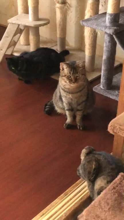 こむぎのインスタグラム