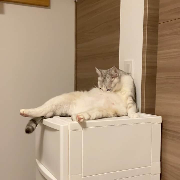 つるちゃんのインスタグラム：「お腹の出し方大胆すぎ🤣 .  #猫 #ねこ #にゃんこ #美猫 #ねこ部 #ふわもこ部 #ねこすたぐらむ #ペコねこ部 #猫好きさんと繋がりたい #にゃんすたぐらむ #cat #neko #instacat #catstagram #instagramcats  #catsconnect #meowbox #picneko #bestmeow #catsofinstagram #meowed #rakutenpet」