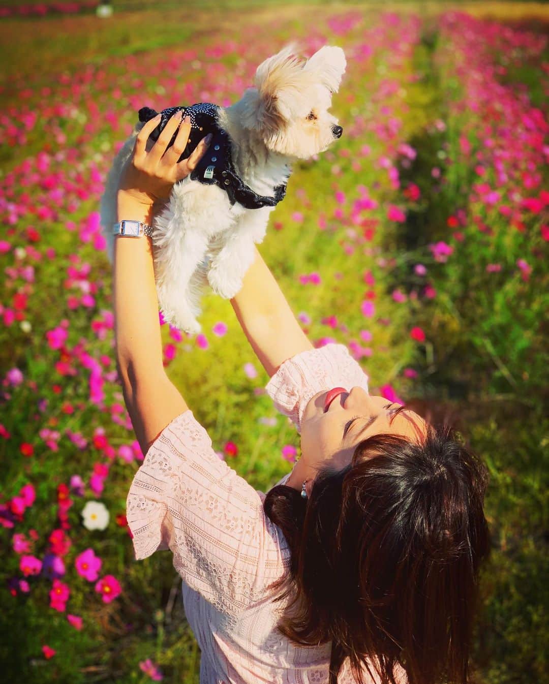 チャン・リーメイのインスタグラム：「恒例の… ✴︎ 高い高〜い🤗 ✴︎ at 秋桜畑✨🌸 ✴︎ 秋はどんどん、 ✴︎ 深まっていく。 ✴︎ #dogslover #秋の一枚 #matoandbolero  #保護犬を家族に #愛犬とおでかけ #花と犬シリーズ」