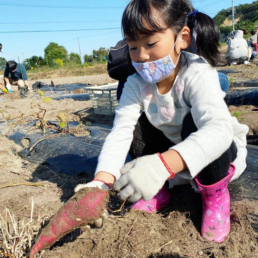 舞子さんのインスタグラム写真 - (舞子Instagram)「ハロウィンはお芋掘りDAYでした🍠﻿ ﻿ 先日幼稚園でお芋掘りがあったんだけど、﻿ 幼稚園のお芋掘りって一列に並んで自分の前の株しか抜けないじゃん？﻿ ﻿ 今年は不作だったようで、﻿ 次女のあてがわれた場所からは、﻿ めちゃくちゃ細くて小さいお芋しか抜けなかったらしい( ；∀；)﻿ ﻿ んで、帰ってきて号泣されまして（笑）﻿ ﻿ お芋掘りしたかったー！って。﻿ ↑﻿ いやいや、したやん（笑）﻿ ﻿ んで、今までの私なら諦めろと慰めて終わるところですが（笑）﻿ ﻿ せっかくだしお芋掘りできる場所を探してみようと。﻿ ﻿ 近くには全くなくて、﻿ 車で一時間くらいかかるとこやったんやけど、﻿ めでたく行ってきました🚗﻿ ﻿ 超インドア派やし、﻿ 引きこもりやし、﻿ 運転も嫌いやし、﻿ なんせ子どもと遊ぶのもそんなに好きじゃない。﻿ ﻿ そんな私がお出かけできるようになったのは、﻿ 絶対ビジョカツ @bijokatsu.official のおかげだと思う。﻿ ↑﻿ さりげなく宣伝（笑）﻿ 30期募集中♡﻿ ﻿ 小学校以来ぶりくらいのお芋掘りは案外楽しくて、﻿ ぎゃー！幼虫ー！ミミズー！﻿ みたいなのも楽しかったです（笑）﻿ ﻿ 大量に取れたお芋で今度スイートポテト作ろうと思います(*´艸`*)﻿ ﻿ #お芋掘り﻿ #芋掘り #いもほり #さつまいも #農業体験 #土と触れ合う #自然の恵み #秋の味覚 #収穫体験 #子どものいる暮らし #子どもとお出かけ #休日の過ごし方 #ビジョカツ  ﻿ ＊＊＊＊＊＊﻿ ﻿ 【無料購読できます♡】﻿ 舞子のfacebookマガジン﻿ 〜私らしい美人のつくり方〜﻿ インスタには書けないあれこれ・私の頭の中を綴ってます。﻿ 登録は @maiko.03010 のプロフィールリンクよりお願いします♡﻿ ※女性限定です♡﻿ ﻿ ＊＊＊＊＊＊」11月1日 16時59分 - maiko.03010