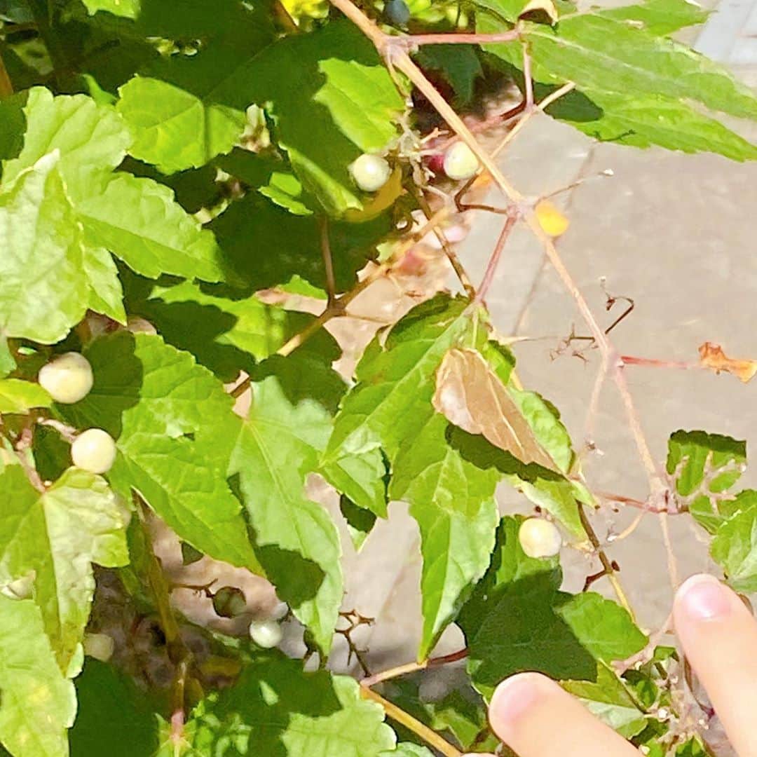 海保知里さんのインスタグラム写真 - (海保知里Instagram)「息子と一緒に朝ウォーキングをしました🏃‍♀️ ... 息子が学校でのどんぐり拾いで見つけた赤い木の実、登校中に見る青や黄色い木の実の場所を教えてくれました。可愛い。 ... でも息子が一緒に行きたがる真の理由は自販機でのジュース😑出発した瞬間に私のお財布があるか確認をしてきます💩💩💩 #インスタ不具合 #更新できず #海保知里　 #年子育児 #6歳8歳 #小1小2 #小学1年男子 #小学2年女子」11月1日 17時00分 - chisato_kaiho