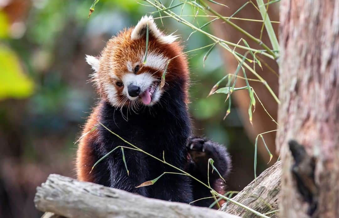 タロンガ動物園さんのインスタグラム写真 - (タロンガ動物園Instagram)「Our thoughts exactly about it being Monday tomorrow! 😂😂  #forthewild」11月1日 17時00分 - tarongazoo