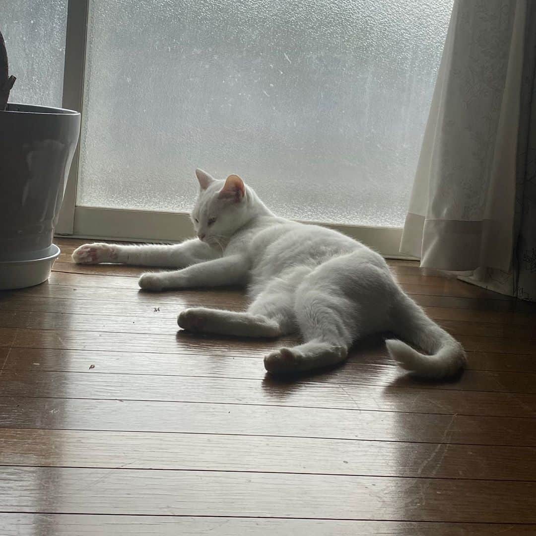 金巻ともこさんのインスタグラム写真 - (金巻ともこInstagram)「窓際の猫  #hakuchai #cat #猫多頭飼い #whitecat #白猫 #catstagram」11月1日 17時11分 - tomotomoco