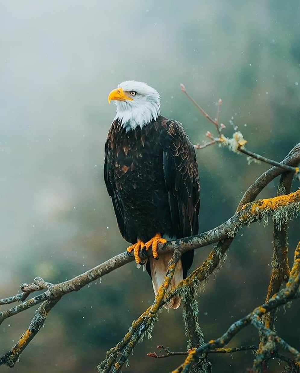 Canon Photographyさんのインスタグラム写真 - (Canon PhotographyInstagram)「Wonderful capture of a Bald Eagle 🦅 Photography // @charlysavely Curated by @steffeneisenacher  #baldeagle #wildlife #wildlifephotography #seattle #washingtonstate #pacificnorthwest」11月1日 17時13分 - cpcollectives