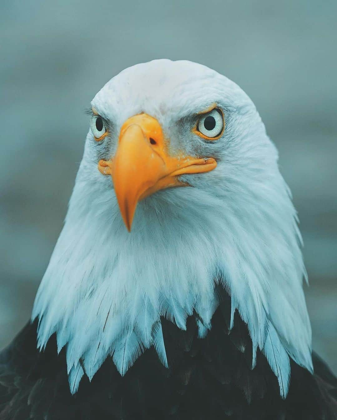 Canon Photographyさんのインスタグラム写真 - (Canon PhotographyInstagram)「Wonderful capture of a Bald Eagle 🦅 Photography // @charlysavely Curated by @steffeneisenacher  #baldeagle #wildlife #wildlifephotography #seattle #washingtonstate #pacificnorthwest」11月1日 17時13分 - cpcollectives