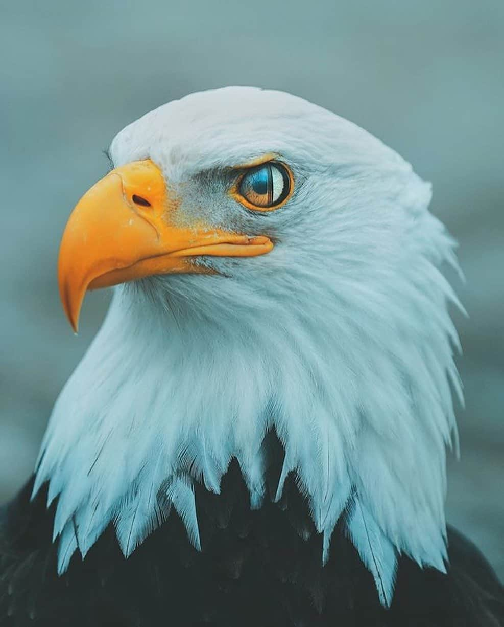 Canon Photographyさんのインスタグラム写真 - (Canon PhotographyInstagram)「Wonderful capture of a Bald Eagle 🦅 Photography // @charlysavely Curated by @steffeneisenacher  #baldeagle #wildlife #wildlifephotography #seattle #washingtonstate #pacificnorthwest」11月1日 17時13分 - cpcollectives