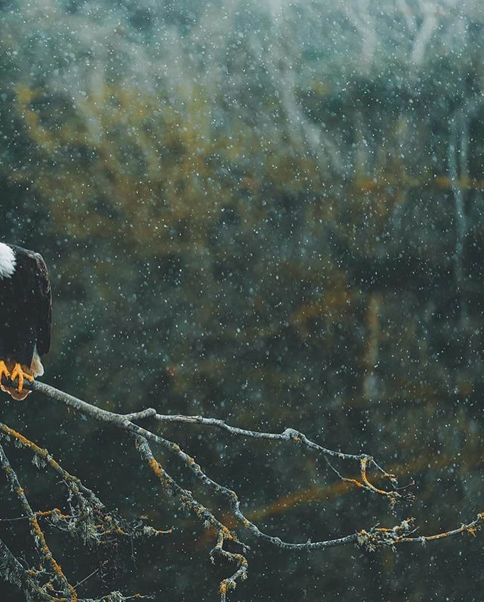 Canon Photographyさんのインスタグラム写真 - (Canon PhotographyInstagram)「Wonderful capture of a Bald Eagle 🦅 Photography // @charlysavely Curated by @steffeneisenacher  #baldeagle #wildlife #wildlifephotography #seattle #washingtonstate #pacificnorthwest」11月1日 17時13分 - cpcollectives