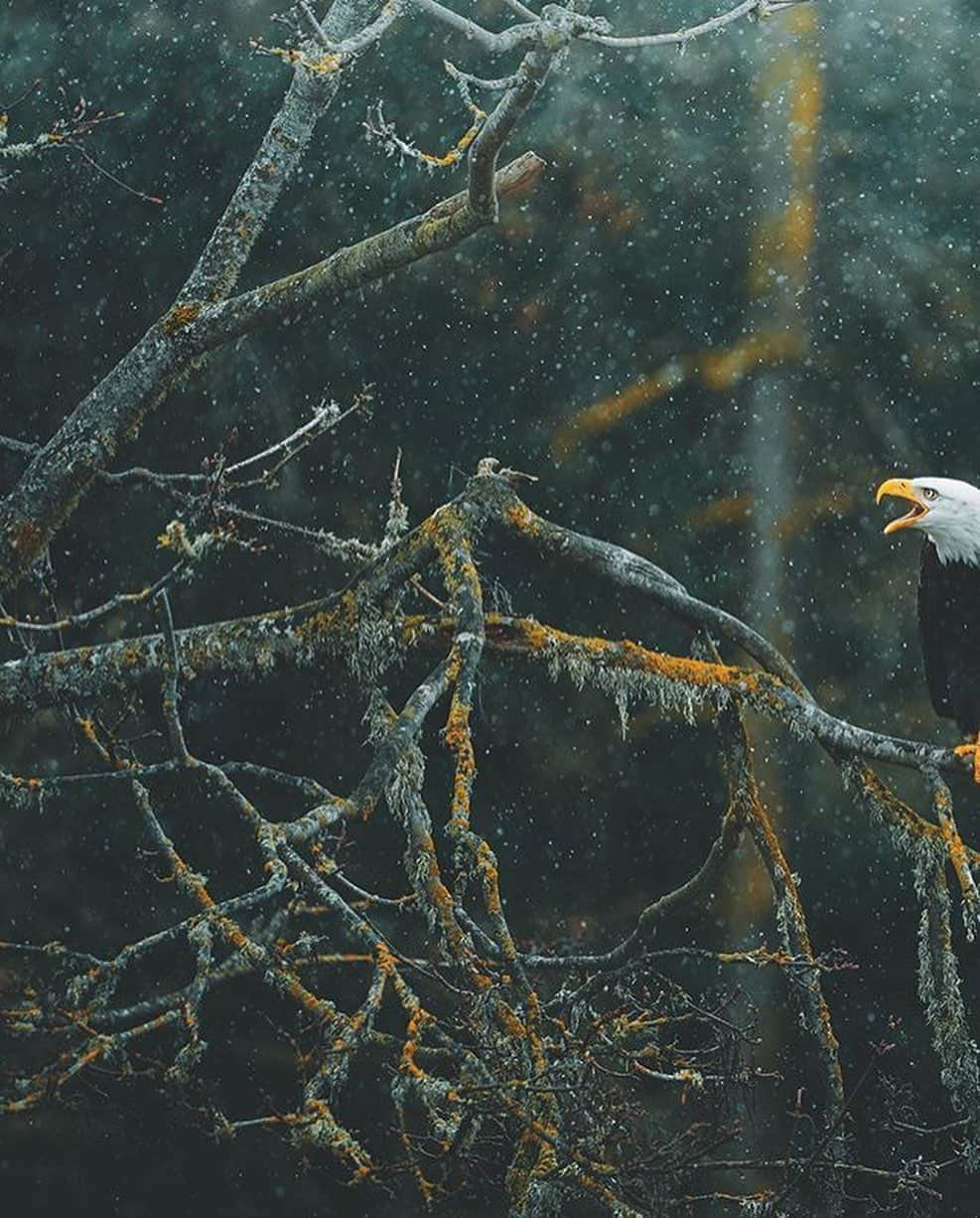 Canon Photographyさんのインスタグラム写真 - (Canon PhotographyInstagram)「Wonderful capture of a Bald Eagle 🦅 Photography // @charlysavely Curated by @steffeneisenacher  #baldeagle #wildlife #wildlifephotography #seattle #washingtonstate #pacificnorthwest」11月1日 17時13分 - cpcollectives