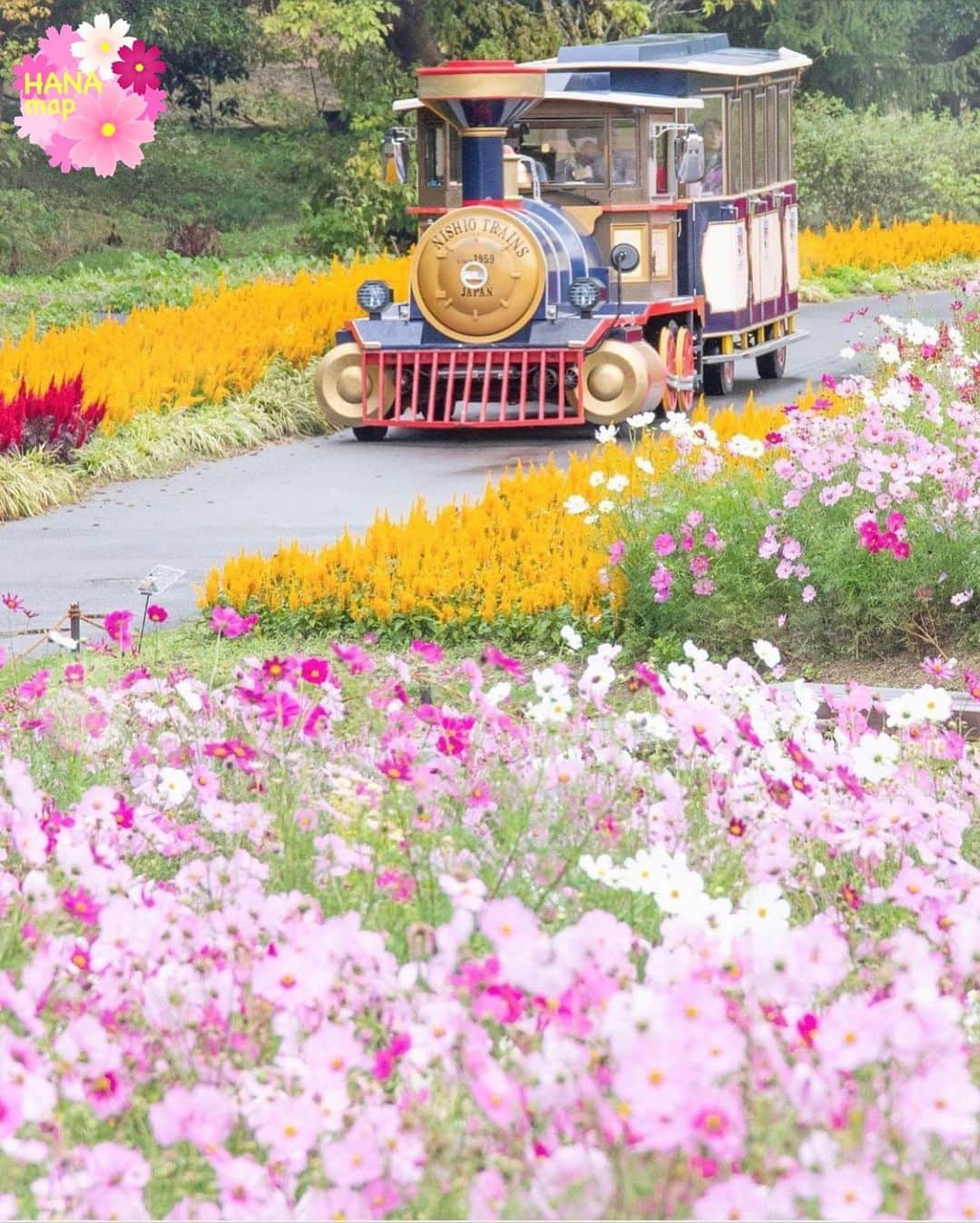 はなまっぷ❁日本の花風景さんのインスタグラム写真 - (はなまっぷ❁日本の花風景Instagram)「🌸🌼はなまっぷのコスモスまつり🌼🌸 *  @mai_7100 さんの コスモスに花まるを💮 * 爽やかな秋風に揺れる可憐なコスモスをありがとうございます😊🌼🌸 * 広島　#国営備北丘陵公園 Bihoku Hillside Park, Hiroshima Pref. * 🌼コスモスの花言葉📝🌼 乙女の真心/調和 * 見頃を過ぎている場所もご紹介しています。 お出かけの際はHP等で最新の情報をご確認くださいね🙏🌸 * 🌸•••🌼•••🌸•••🌼•••🌸•••🌼 * 〜コスモスの季節が終わる頃まで #はなまっぷ  のタグの中から、コスモスのお写真をご紹介させていただきます。期間中はランダムに、複数枚投稿でもご紹介させていただく場合がございます。 * #はなまっぷ * #花言葉#花#花畑#秋桜#コスモス」11月1日 17時18分 - hanamap