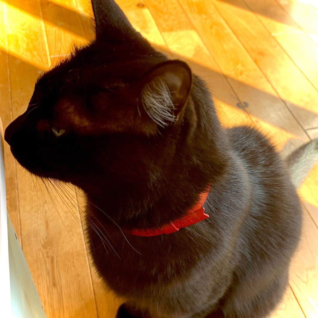 猫井椿のインスタグラム：「おnewの赤い首輪。黒猫と赤はよく似合う❤️  New red choker」