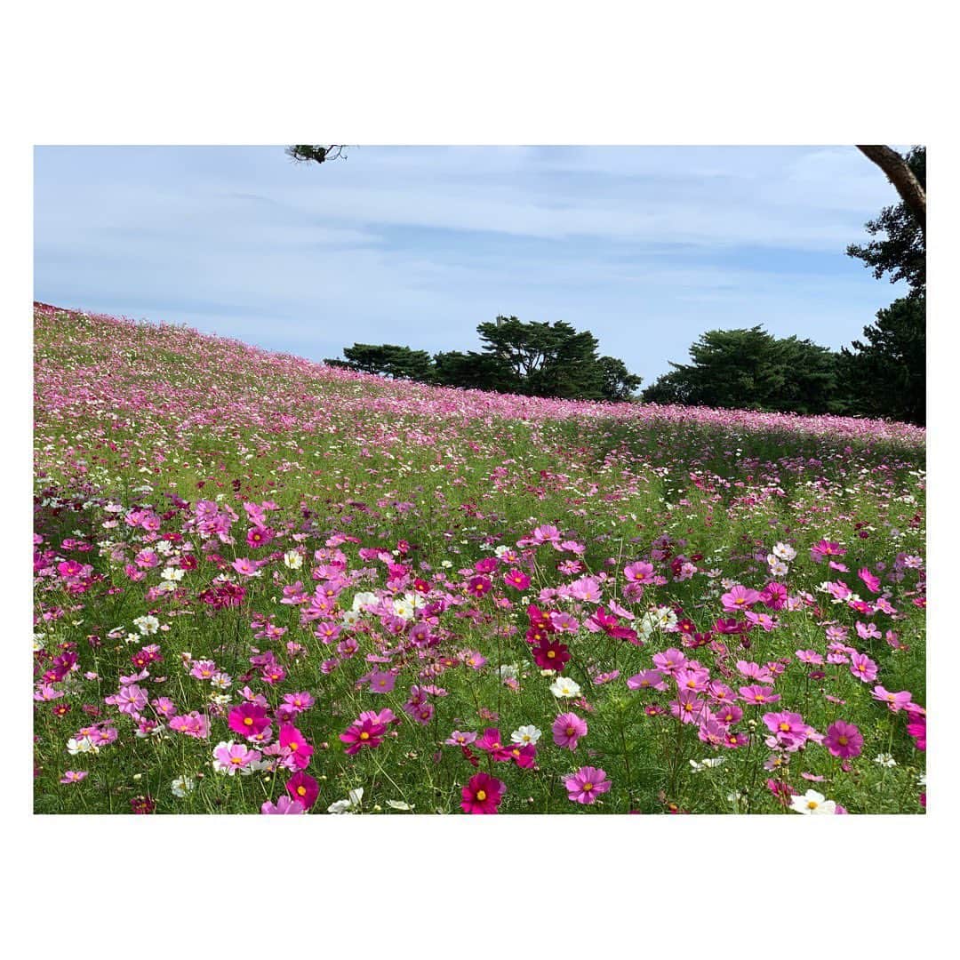 辻祐香のインスタグラム：「こすもすこすもすこすもす…  #ゲシュタルト崩壊中 #コスモス #コスモス畑 #秋桜 #お花畑 #国営ひたち海浜公園 #cosmos #cosmosflower #autumnflowers #pinkflower」