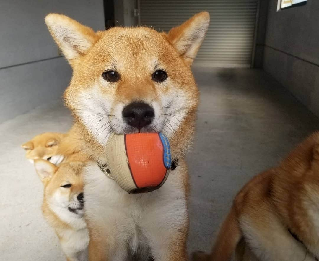 柴犬たま Shibainu Tamaさんのインスタグラム写真 - (柴犬たま Shibainu TamaInstagram)「ボール遊びが大好きなトロ吉くん🐶⚽  後ろのコイちゃんにも注目(笑) ﻿ Caption trans🇬🇧﻿﻿﻿﻿﻿﻿﻿﻿﻿ Toro loves to play ball🐶⚽ And I want to draw your attention to Koi in the background(lol)  #たま家族 #柴犬コイ #柴犬トロ #おしゅし兄弟 #ボール遊び #ヒコーキ耳 #かなりひし形 #ブサ顔 #柴犬 #shiba #shibainu #shibastagram #犬 #dog #多頭飼い」11月1日 17時56分 - tama7653