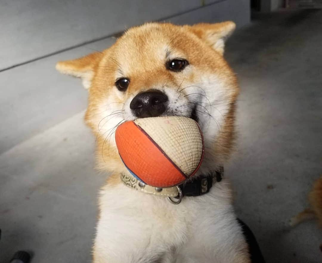 柴犬たま Shibainu Tamaのインスタグラム