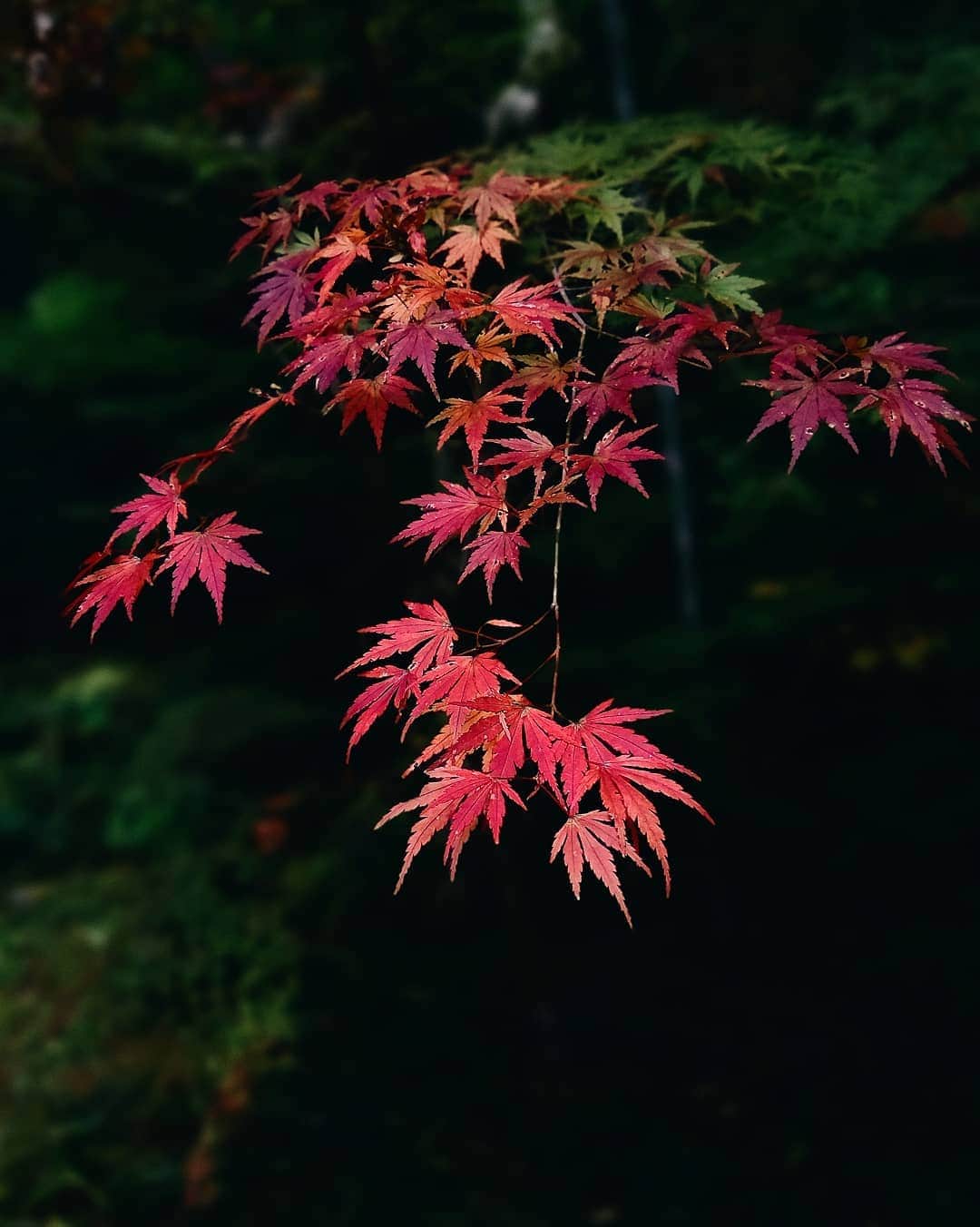 kei_pqのインスタグラム：「宮城・松島円通院🍁紅葉  #vsco #vscotrip #vscocam #vscodaily #vscotravel #sendaicafe #松島 #仙台松島 #円通院 #日本庭園 #紅葉 #東北旅行 #東北紅葉」