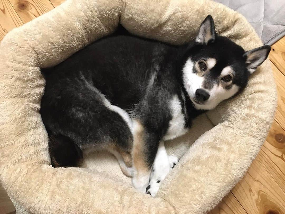 しんたさんのインスタグラム写真 - (しんたInstagram)「えっ？今日は「犬の日」なの⁉︎ ・ #犬の日#わんだふるjapan#わんこ #犬バカ部#いぬら部#マロン #犬のいる暮らし#ピッタリ#お昼寝 #dog#shibainu#kuroshiba」11月1日 18時10分 - shinta67