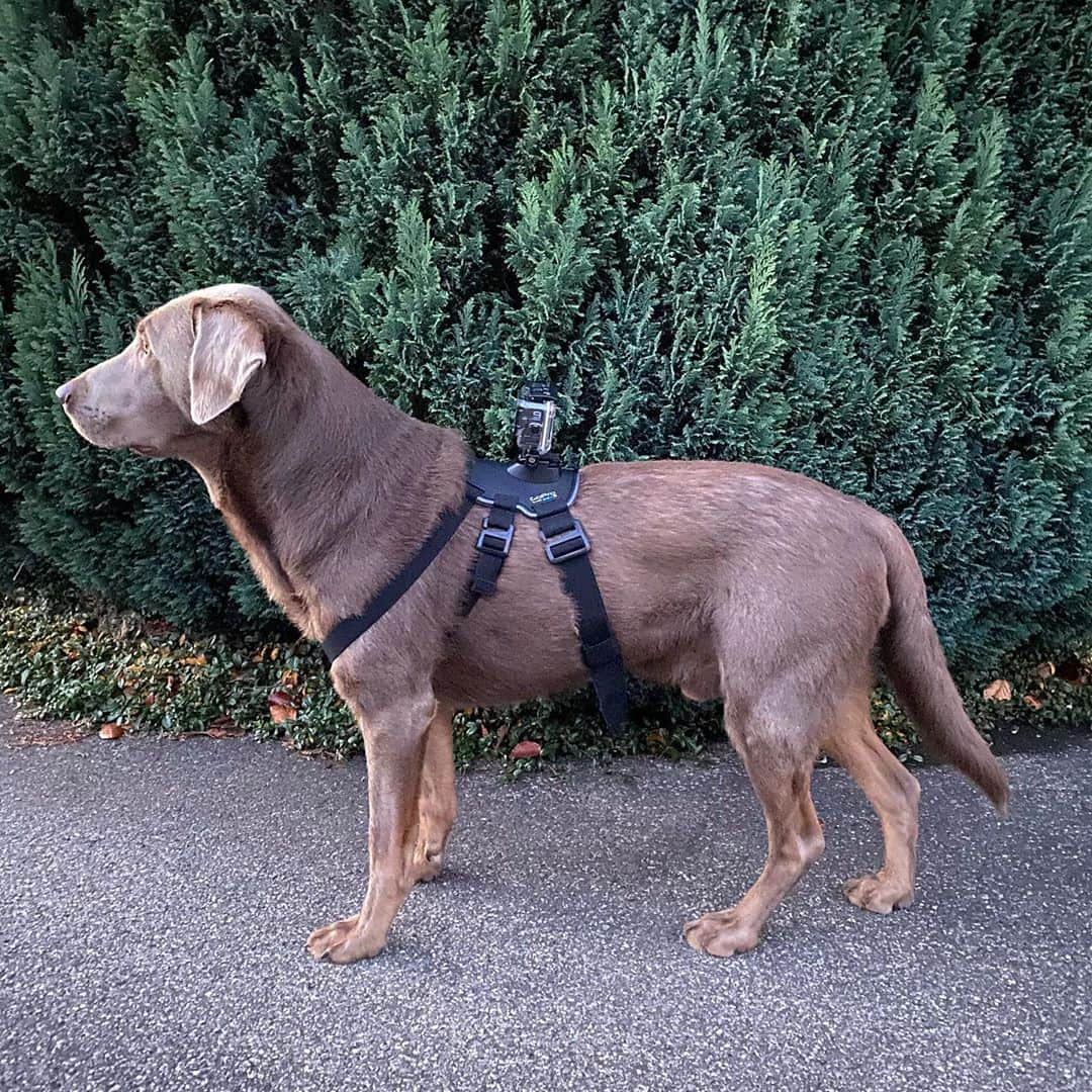 ホルガー・バトシュトゥバーさんのインスタグラム写真 - (ホルガー・バトシュトゥバーInstagram)「Inspector ☝️📷 🕵🏻‍♂️ #chinoundleo #purelove #nature #letsgo #HB28」11月1日 18時22分 - hbadstuber