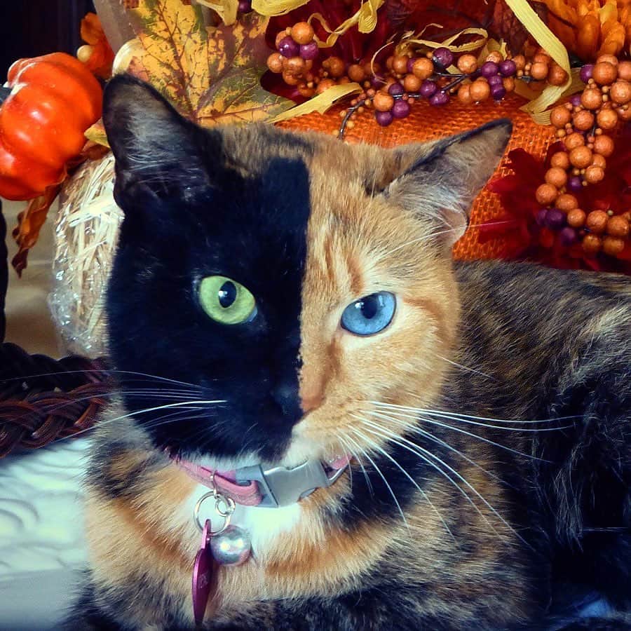 Venus Cat のインスタグラム：「November is my family’s favorite month. In many states in the US, leaves are changing, the weather is cooler, & we are reminded of all the blessings we are thankful for. This year in particular has been a tough one for so many but our wish is that you make a point to reflect on life’s simple pleasures during times when nothing feels like it’s going right! 🧡 We have followers from all over the world & we want to hear from you. What is your favorite month and why? Put your country flag or where you’re from in your comment too. Let’s see what makes certain times of the year special around the globe! 😺」