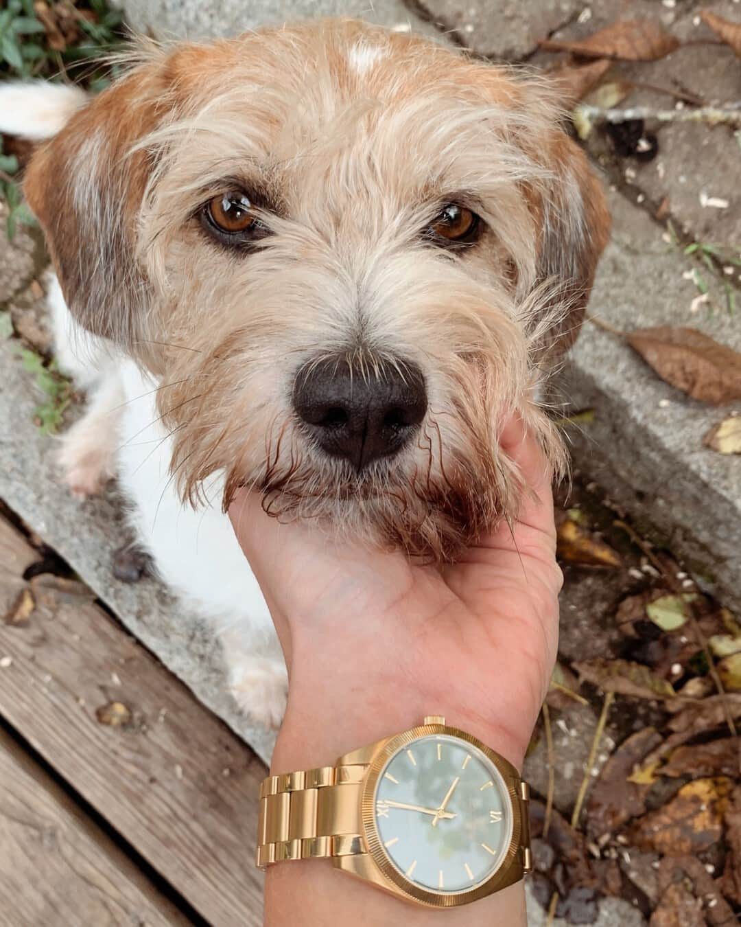 Kapten & Sonさんのインスタグラム写真 - (Kapten & SonInstagram)「'Dogs fill your heart without trying.' 🐾 @heytammi on the go with this cute one and our new watch Crush Gold "Green Steel". 💚 Have you already discovered the new winter collection, Kaptens? #bekapten #kaptenandson⁠ .⁠ .⁠ .⁠ #watch #newstyles #wintercollection #matchtheseason  #dog #besties #doglove #nature #walk #explore #weekends」11月2日 4時30分 - kaptenandson