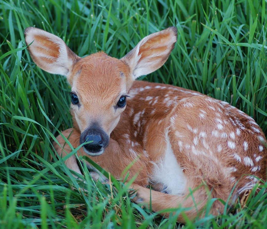 ジョーイ・ブラッグさんのインスタグラム写真 - (ジョーイ・ブラッグInstagram)「The Question is skeptical of authority and government. Deer are skeptical of all humans and sudden movements.」11月2日 4時51分 - joeybragg