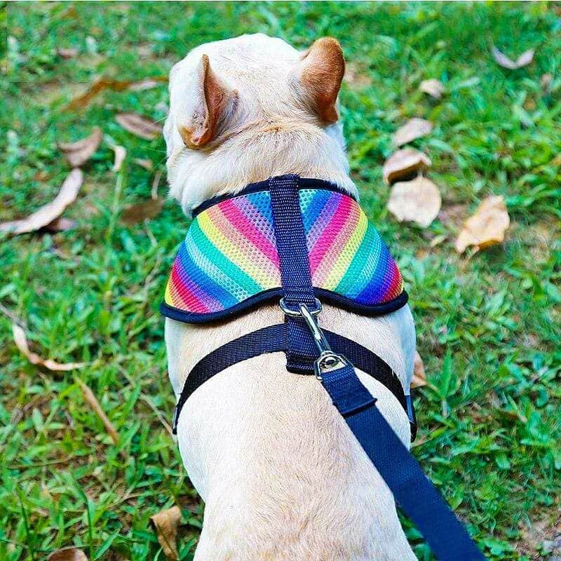 French Bulldogさんのインスタグラム写真 - (French BulldogInstagram)「Rainbow Mesh French Bulldog Harness 🌈🌈🌈 Only in @frenchie.world shop 🛍🛍🛍 👉 LINK IN BIO 🔝 . . . . . #frenchie #frenchies #französischebulldogge #frenchbulldog #frenchbulldogs #dog #dogsofinstagram #frenchieworld #bully #bulldog #bulldogfrances #フレンチブルドッグ #フレンチブルドッグ #フレブル #ワンコ #frenchiesgram #frenchbulldogsofinstagram #ilovemyfrenchie #batpig #buhi #squishyfacecrewbulldog」11月2日 5時37分 - frenchie.world