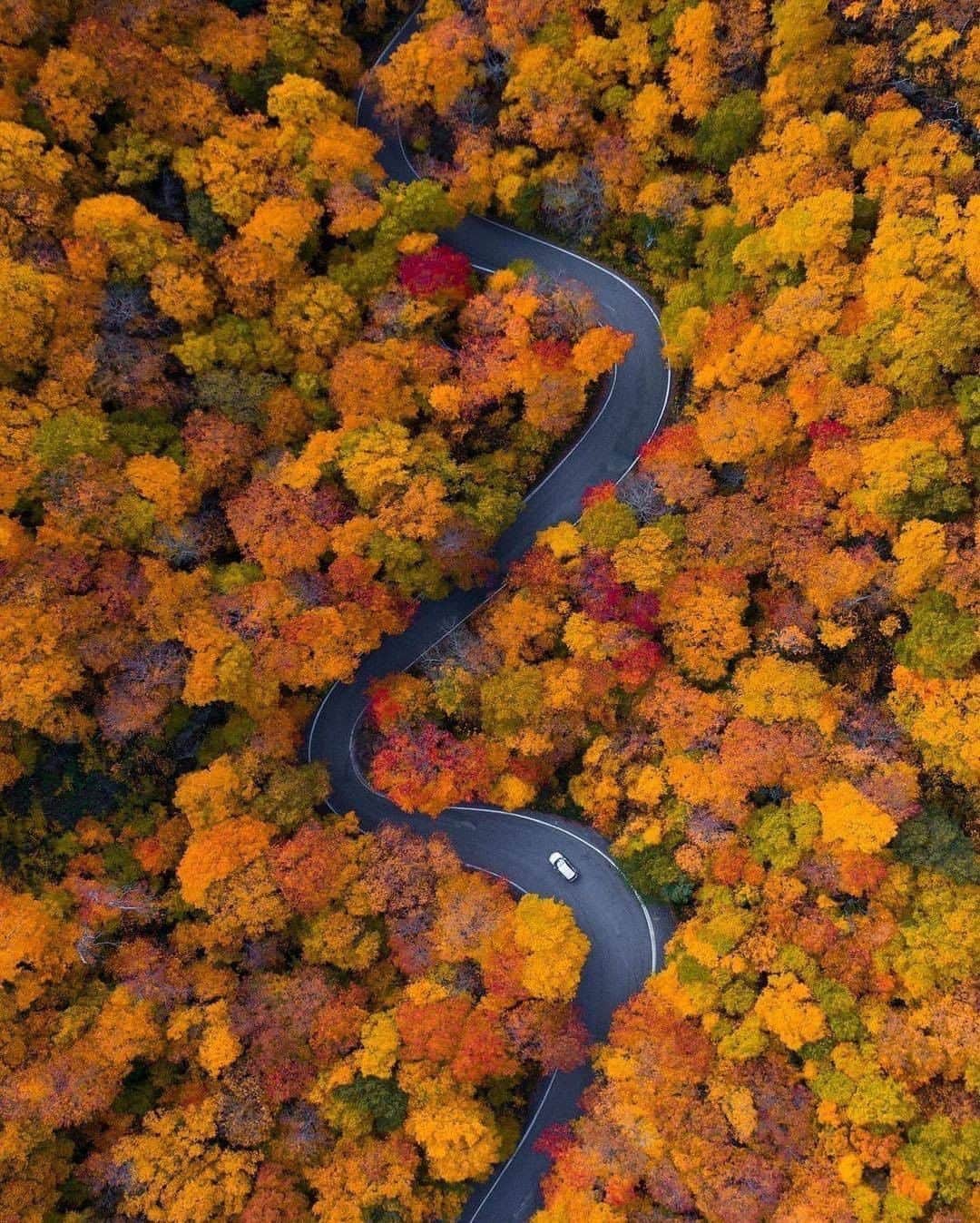 Discover Earthさんのインスタグラム写真 - (Discover EarthInstagram)「Who would you ride on a road trip with? 🛣️ #discovertheroad with @nathanleeallen  . . . .  #newhampshire  #nh  #whitemountains  #603  #newengland  #roadtrip  #ontheroad  #road  #camping  #vanlife  #roadtrippin #fall #autumn」11月1日 21時00分 - discoverearth