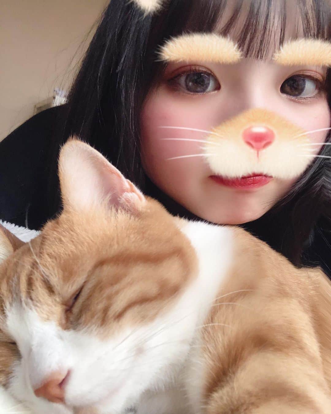 中野みやびのインスタグラム：「再スタート。 頑張ります❕  #中野みやび #みやび #猫 #ねと #pet #かわいい #cute #cat #猫のいる暮らし #ねこすたぐらむ #ねこ #ねこのいる生活 #再スタート #応援 #よろしくお願いします」