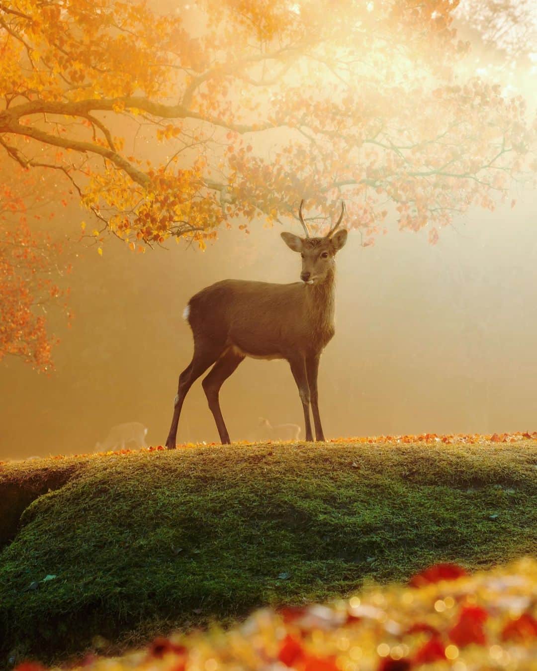 kyoko_zzzのインスタグラム：「Beautiful prince （re-edit）  . #飛火野 #deer」