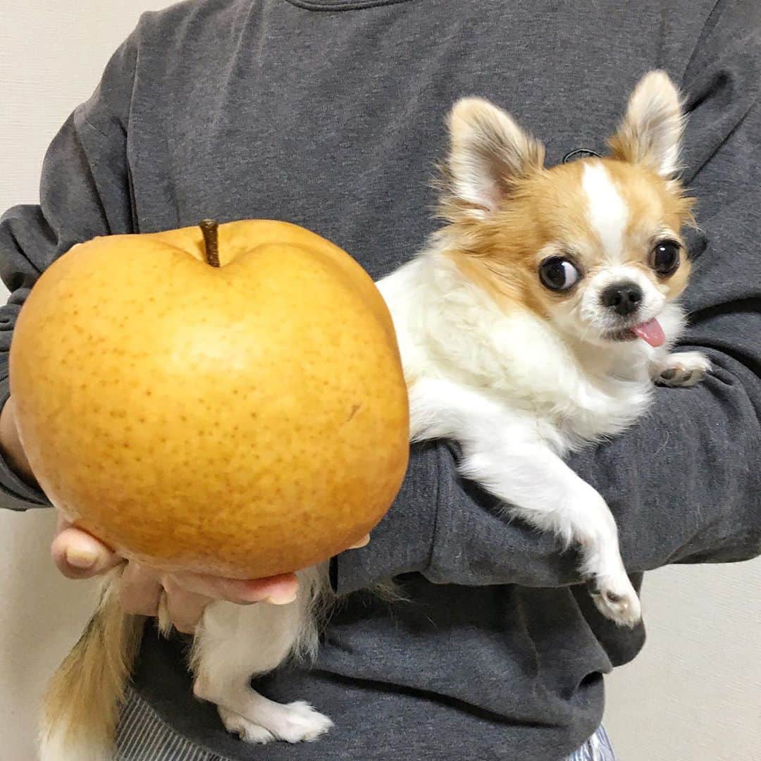 ちまさんのインスタグラム写真 - (ちまInstagram)「This is not a trick photo.🙅🏻‍♀️ I don't use perspective.📸 Which is special, a huge Japanese pear or a tiny Chihuahua?🍐🐶✨ ・ 巨大梨🍐 VS 極小犬🐶 ・ #chima #ちま #チワワ #chihuahua #ชิวาวา #PECOいぬ部 #WeeklyFluff #dogs #BarkBoxDay #dogsofbark #japanesepear #pear」11月1日 21時54分 - chima.chihuahua