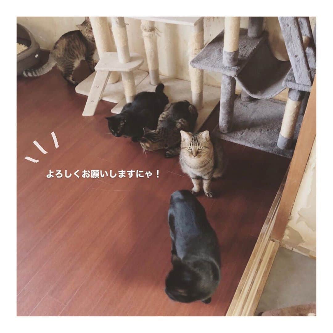 こむぎのインスタグラム：「* 【必要数に達しましたのでリンク削除いたします！ご協力ありがとうございました〜😭】 岐阜多頭崩壊レスキュー支援物資のお願い🙇🏻 Amazonのほしい物リスト11月分を作らせていただきました〜🙇🏻 毎月毎月申し訳ありません🙇🏻💦 ほしいものリストはプロフィールのURLにあるLinktreeからご覧いただけます🙇🏻 支援物資は取りまとめて後日イニシャルでご報告させていただいておりますので、可能でしたら匿名にせずお送りいただけますと嬉しいですー🙇🏻  昨年の10月からレスキューに入り1年が経ち、今年は残りあと2ヶ月…🙀🙀 現場に残っている子たちは6匹、預かりさんのところにいる子たちを含めると全部で20匹の猫たちの里親様を募集しています🙇🏻 リストの支援物資は引き続き口内ケア用品、フード、猫砂を載せています🙇🏻 できるだけ副作用が心配な投薬ではなく、サプリでお口の環境を常に整えておくために、継続してサプリ類を載せさせていただいておりましてすみません…🙇🏻 また、犬歯を含めた全抜歯手術をした小柄な夢ちゃん、てなちゃんがどうしても免疫力が弱いのか風邪をひきやすく免疫力をあげるためのサプリも継続しています🙇🏻 中々血液検査の結果が安定せず青井さんが四苦八苦、試行錯誤しながら通院投薬を頑張っているつばめくんも最近は固めのちゅーるじゃないと薬が飲めなくなってしまったので😂ちゅーる類を色々載せさせていただいていますー🙇🏻 また口内炎によりステロイド投薬中のけいくん用に猫缶も…🙇🏻🙇🏻  これまでに酷い口内炎により全抜歯手術が3匹、臼歯の全抜歯手術が7匹、一部抜歯手術が3匹、歯石取りが4匹処置を行いました🙇🏻 しおくんも一部抜歯手術が無事に終わったと思ったら、急性腎不全でしばらく入院通院をしておりましたが、ようやく少しずつ回復して最近はご飯も食べられるようになってきました😭😭😭明日も通院です💪  皆さんのご協力のおかげで手術やその後のケアが出来ております😭🙇🏻💦 サプリ類も安いものではないので、お願いするのも大変心苦しいのですが、ご無理ない範囲でご協力いただけましたら嬉しいです😭💦  ぶどうくん、てなちゃんはステロイドなしになって現在サプリだけですが調子良くご飯食べてくれていますー🤗 ぶどうくんは11/12からトライアルスタートの予定です✨ みんな続いて良いご縁がやってくるといいなーー😭😭  ほしい物リストは、たくさん物資をいただきすぎて余らせてしまってもいけないので、概ね1ヶ月分ごとに作らせていただいております🙇🏻 現場で必要なものはどんどん変わっていくので内容は更新していっています🙇🏻  また、10月分のイニシャルのご報告を載せさせていただきます🙏🏻 私の方でご購入くださった方の情報が確認出来ればよいのですが、どなたが送ってくださったものかは商品と一緒に納品書が届いてようやくわかる感じです🙇🏻 時々販売元によっては納品書が入っていないこともあり最後に物資の名称のみ記載させていただいております。 納品書が入っていなかった分で、私が送ったやつだ〜！というのがあればお気軽にDMください🙇🏻 コロイダルシルバーもまた一部納品書が入っておらずでした😂9月の時は入ってたのになぜ…😭💦 本来であればお一人お一人にお礼を伝えたいところですが中々バタバタで個別にお礼の連絡が出来ずに申し訳ありません…😭 イニシャルも読み方に間違いがありましたら申し訳ありません🙇🏻記載誤りなどありましたらまたご連絡くださいませ🙇🏻✨  最近自身の体調のことでも考えることがあり、あまり無理は出来ないのだけれど、あと20匹を幸せにしないと…！と思うと無理をせざるを得ない状況で😂 夫の転勤のことも考えると私があとどれくらい岐阜にいて、どれくらい頑張れるかを考えると悩ましくて悶々としています💦 出来ることをやっていくしかないのはわかっているのですが、限られた時間を考えると…😭 どうかこの子たちが里親さん、預かりさんの元へ行くことが出来るようお力添えをいただけますと助かります😭 最近はインスタのリポストも簡単になり、写真の下にある紙飛行機マークからご自身のストーリーへリポストを載せることが出来るようになっています🙇🏻 また今後も里親募集の投稿もしていきますので、どうかリポストや周りの知人の方へ伝えていただくなどご協力いただけると嬉しいです😭  現場の様子はストーリーのハイライトやIGTVから、 里親募集中の子の掲載用アカウントはこちらです🤗✨→ @comugineko  支援金の方は青井さんが毎月取りまとめをしてくださっていますのでご確認ください🙇🏻→ @asano.aoi  里親募集の拡散、支援物資、支援金のご協力につきまして、ご無理のない範囲で大丈夫ですので、今後もお力をお貸し頂けますととても助かります😭 何卒お願いいたしますー🙇🏻🙇🏻」