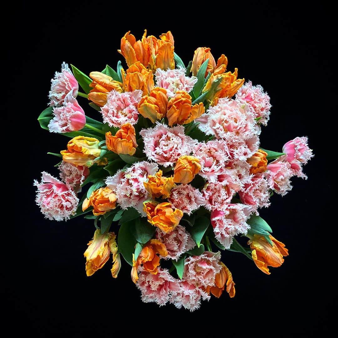 クリスヴァンアッシュのインスタグラム：「#QUARANTINEFLOWERS /  I HAVE A THING WITH TULIPS  #tulips #quarantineflowers #krisvanassche」