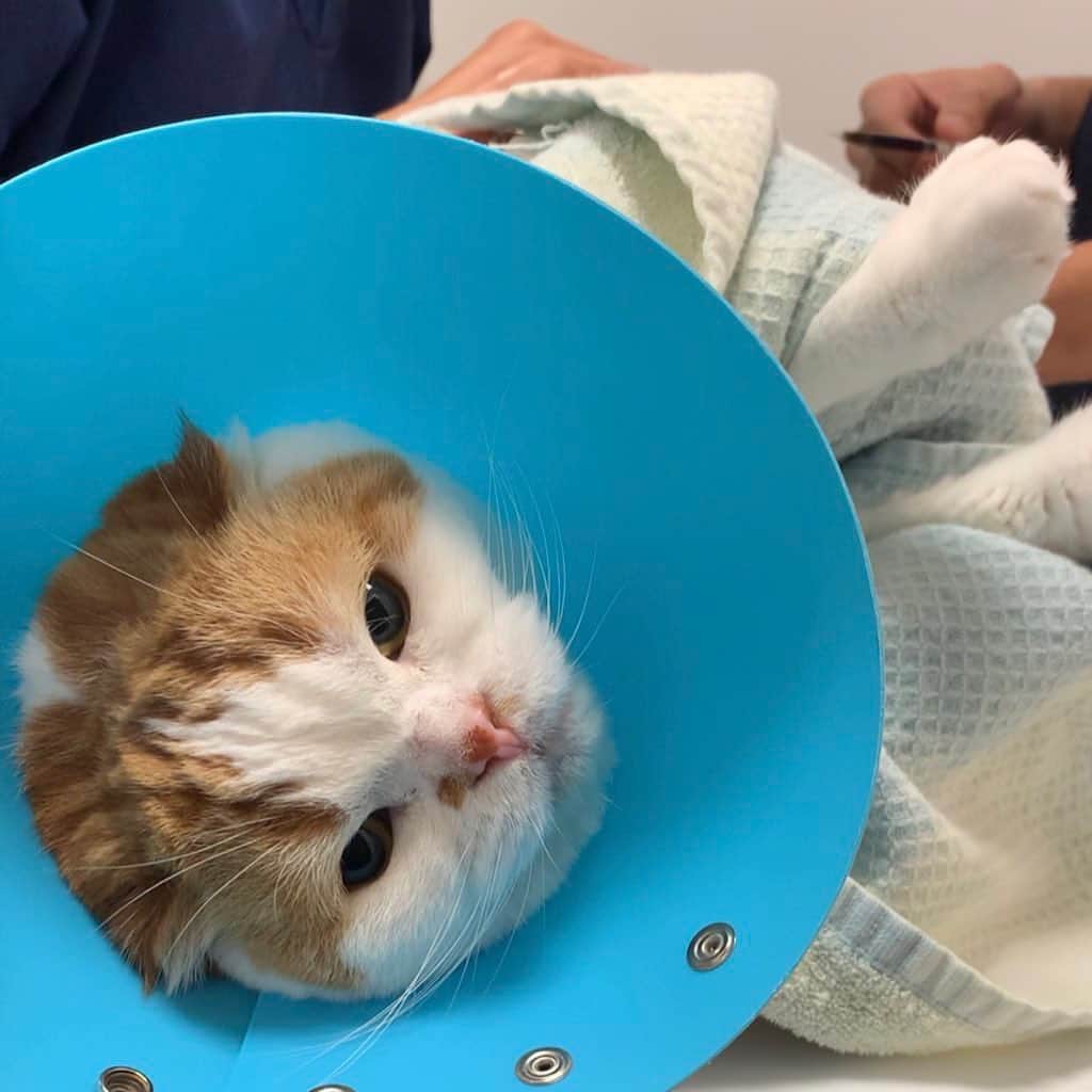 のんたのインスタグラム：「のんちゃん今日もがんばってきたよ！  ①今日は血液検査から💉 どうしても泣いちゃうけど、ぜんぜん暴れなかったしシャーも言わなかったよ  ②大好きなカートに戻って点滴💉今日もいい子だったよ😊  ③クレアチニン5.0→3.4まで下がってた👏  ④今日はパパもいたので嬉しいのんちゃん とっても落ち着いていました  ⑤ぱんちゃんは尿検査の予定だったけど直前に自宅でおしっこしてしまい、またも検査できず😓 明日の朝また病院に行って夕方までお預かりコースにしてもらいました。のんちゃんが点滴に行くタイミングでお迎えして一緒に帰ります。  のんちゃんとっても元気にしてるし、ごはんもたくさん食べてくれて嬉しい日曜日になりました！」