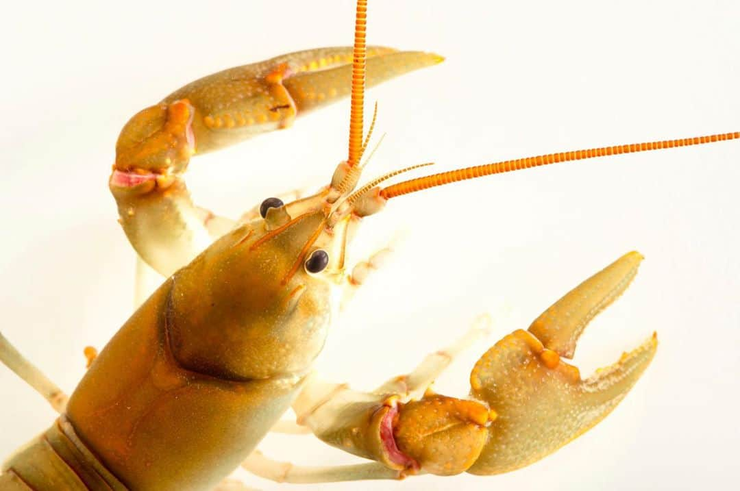 Joel Sartoreさんのインスタグラム写真 - (Joel SartoreInstagram)「Say hello to the Guyandotte River Crayfish. As it is currently understood, this species is limited to roughly 30 miles of streams in West Virginia, though at one time they may have lived in more than 800 miles of streams in the Upper Guyandotte River. Conservationists are currently trying to learn as much as they can about this crayfish’s biology so they can effectively conserve the species for future generations. Photo taken at West Liberty University Crayfish Lab. #crayfish #big #sandy #bigsandy #crawdad #guyandotteriver #PhotoArk #savetogether」11月1日 22時12分 - joelsartore