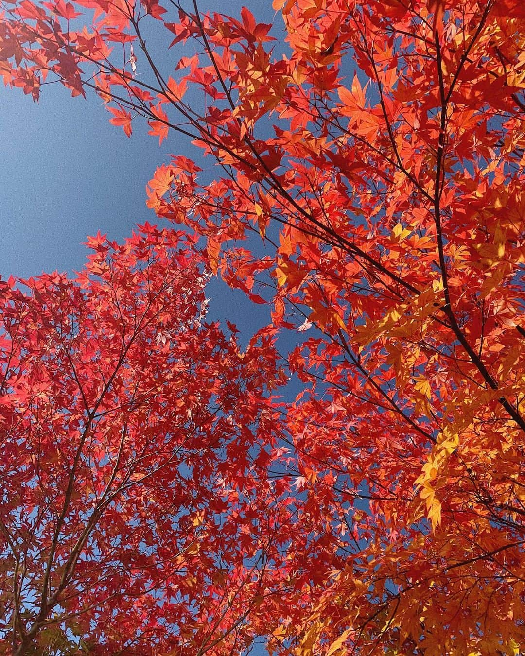 神尾美沙のインスタグラム：「🍁﻿ ﻿ 出張で奈良県吉野郡にある天川村に﻿ お邪魔してまいりました。﻿ ﻿ 秋！﻿ THE 日本の秋！﻿ ﻿ とっても素敵だった。。﻿ ﻿ ﻿ 天の国、木の国、川の国﻿ とも言われていて村は神聖な空気に包まれ﻿ とにかくどこを歩いても心が清くなる✨﻿ ﻿ ﻿ 泊まらせていただいた﻿ いろは旅館さん、コタツもまた良い感じ…☺️﻿ ﻿ 女性一人旅、夫婦ゆっくり旅、、﻿ ふっと一息つきたい方に﻿ これからの季節行ってみてほしいです♥︎﻿ ﻿ ﻿ ﻿(普段あんまり音楽聞かないんだけど、長距離移動のためにAir Pods買ってワクワクな旅路でした♫笑) #天川村#天川村洞川#天川村みたらい渓谷#奈良県天川村#奈良観光#奈良県#天川村#紅葉#紅葉狩り#紅葉🍁#秋の花#tenkawavillage#narajapan#naratrip」