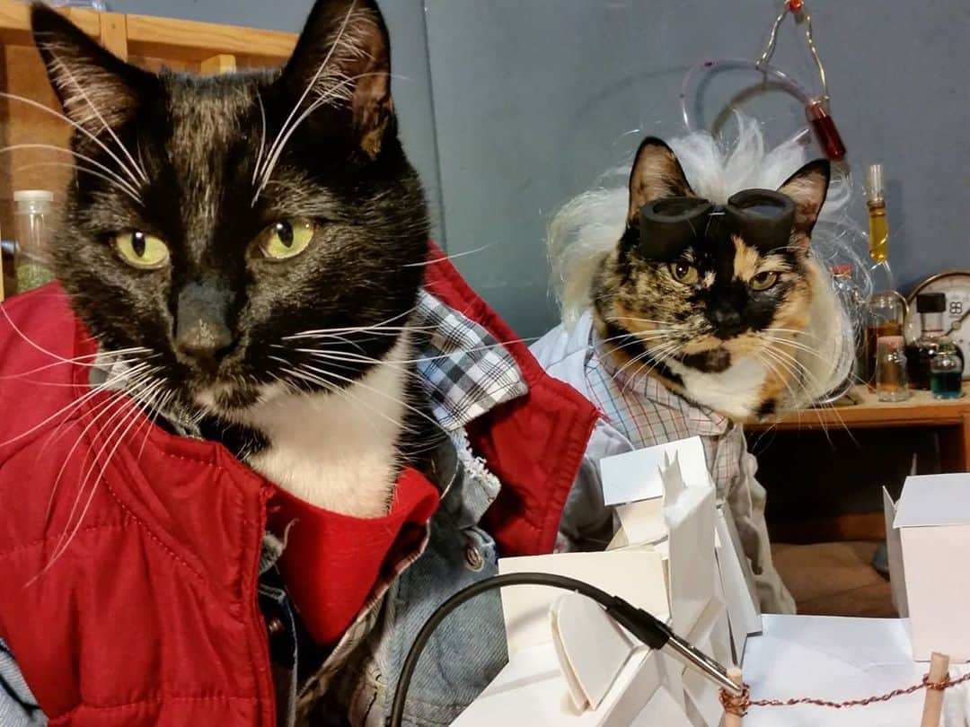 猫コスプレさんのインスタグラム写真 - (猫コスプレInstagram)「"Oh, this is heavy, Doc. I mean, it's like I was just here an hour ago." "You were here an hour ago, Marty."  #DaylightSavings #BackToTheFuture  . . . . . . . . #catcosplay #cosplay #cosplayer #cat #catcostume #catsinclothes #catsofinstagram #catstagram #petclothes #PetCostume #1hour #timetravel #bttf #backtothefuturecosplay #martymcflycosplay #martymcfly #docbrown #docbrowncosplay」11月1日 22時36分 - cat_cosplay