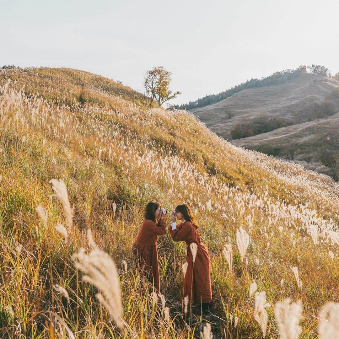 shinichi38のインスタグラム：「﻿ ﻿ Autumn colors 🌾」