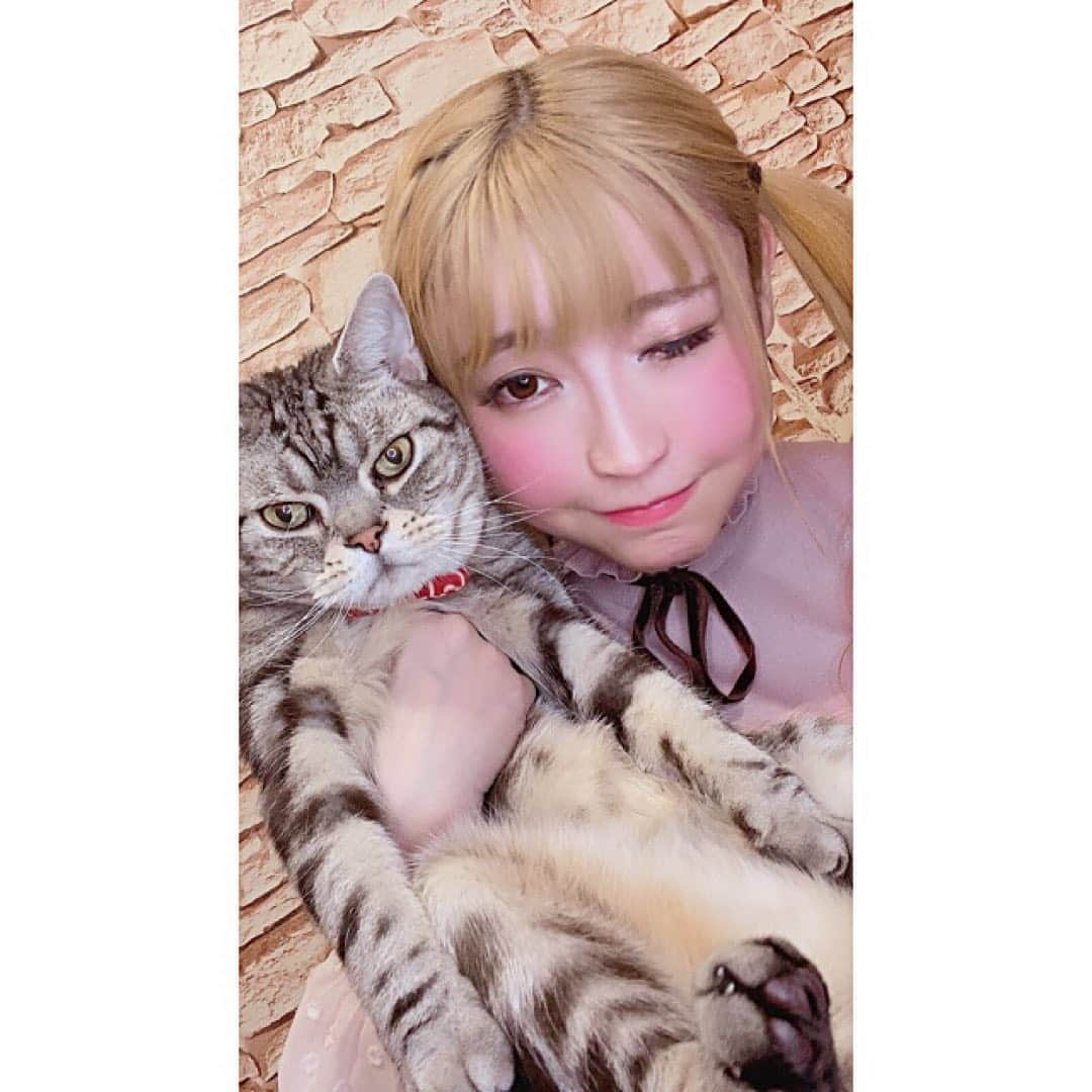 みねりお(旧：柴咲 凛)さんのインスタグラム写真 - (みねりお(旧：柴咲 凛)Instagram)「11月初日ーっ❣️宇宙ロシアン🚀で、3回も宇宙戦艦出たで🥳引き強乳柱隊💜✨🦕ちゃんの目線写メが奇跡的に撮れたので載せておきまつ🤣💓本日も、ありがちゅ😽💋今月も、よろしくお願いしまする🙋‍♀️🌈🌈🌈❤  #イチナナ #11月 #愛猫 #アメリカンショートヘア #17認証ライバー #乳柱隊 #100cm超え #みねりお #みねパイ #リアル峰不二子 #撮影会 #グラビア #グラビアアイドル #グラドル自画撮り部 #タレント #インスタグラビア #カメラ #ポートレート #わっしょい #Kカップ #わがままボディ #おっぱい #爆乳 #sexy #１ミリでもいいなと思ったらいいね」11月1日 22時32分 - mine_rio