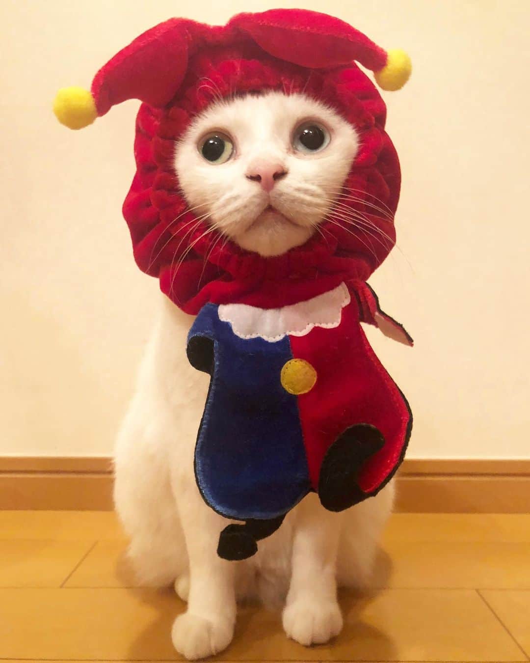 maimocotoのインスタグラム：「昨日の #地味ハロウィン 🎃コトは微動だにせず、これらの衣装を着て撮影させてくれました笑 ハロウィンが初めてのチコは可愛いといっぱい言われて超ご機嫌でした❤︎  ＊ ＊ 『ちー、おうちねこになれて、本当に良かったの♪たのしーー✨』 ＊ ＊ #去年の今頃はお外で寝てたもんね😭 #おうちねこ満喫中 #毎晩お布団に潜り込んで寝る派 #寒がりチコ ＊ ＊ 今日は1年ぶりにバレエ（ドンキホーテ）を観に行ったよ🩰春はコロナで中止になってしまったから、本当に観られて嬉しかった😭そして最高でした👏　@nationalballetjapan」