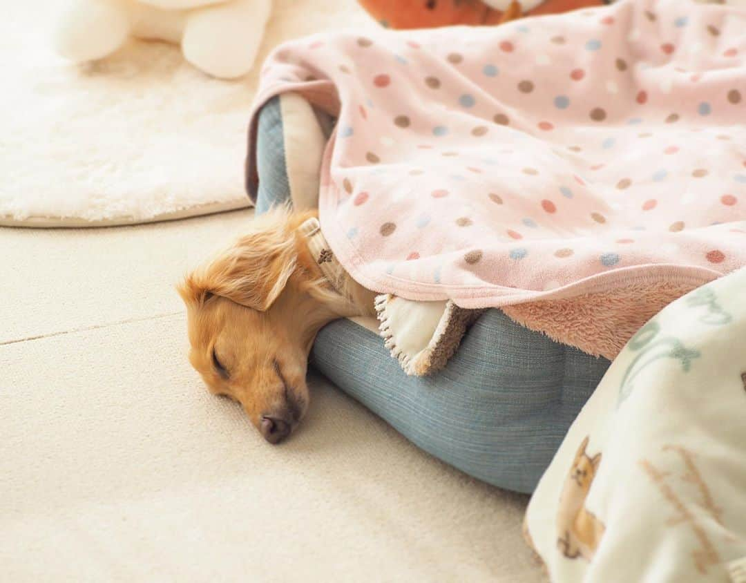 Sora Momoさんのインスタグラム写真 - (Sora MomoInstagram)「お昼寝そら🐶🐾 ☺︎ 気持ちよさそうに寝てる 人間だったら間違いなく首寝違えるから ☺︎ #毛布被りすぎじゃね#飛び出すのに#被る#頭落ちてる#にっこり笑顔#いい夢見てるのかな #時々しっぽふりふり#寝言言う#首寝違えそう#毎日笑える#私の癒し #ダックス#ミニチュアダックス #dachshund #miniaturedachshund」11月1日 22時51分 - teratera_sorapu_