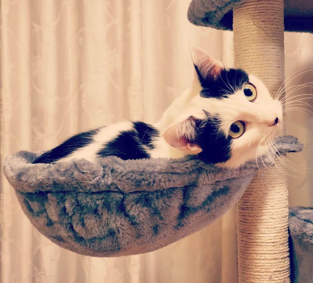 山口治樹のインスタグラム：「呼んだら振り返った☺️  #cat #gato #猫 #ネコ #ねこ #ねこすたぐらむ」