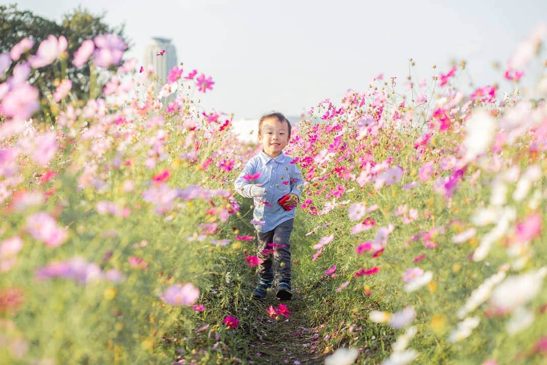石井寛子のインスタグラム：「忙しいときこそ 子供と遊ぶひとときに 心がホッと和みます🌼  2020.10.20　#一日一幕  #ママカメラ #ママカメラマン #こどもと暮らす  #こどもとの時間 #kodomono_photo #ファインダー越しの私の世界  #コスモス  #コスモス畑」