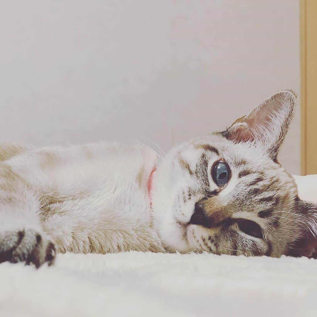 のインスタグラム：「今日のももちゃん おやすみなさい🌙🛌🌙」